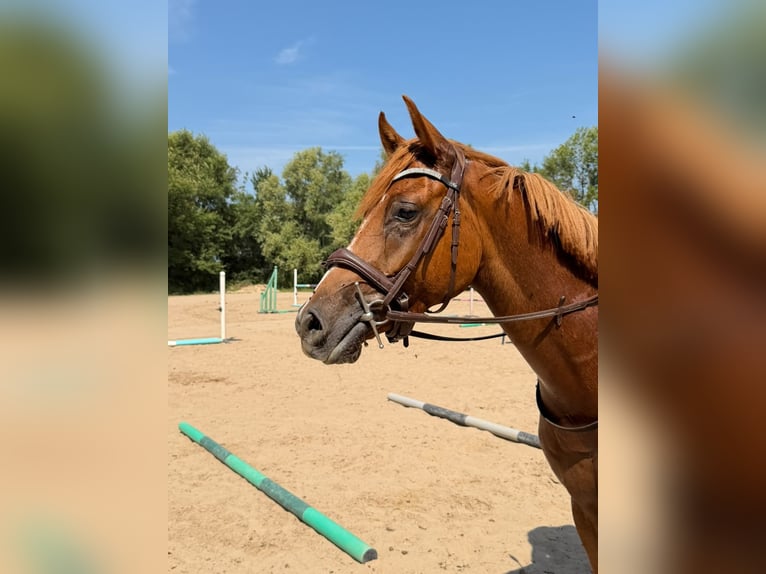 Anglo árabe Caballo castrado 3 años Alazán in Saint Joseph