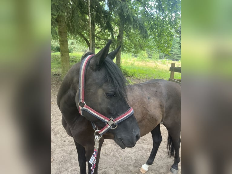 Anglo árabe Mestizo Caballo castrado 4 años 132 cm Negro in Altenbach