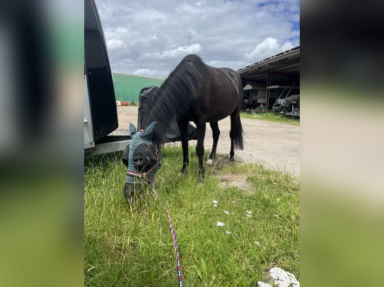 Anglo árabe Mestizo Caballo castrado 4 años 132 cm Negro in Altenbach