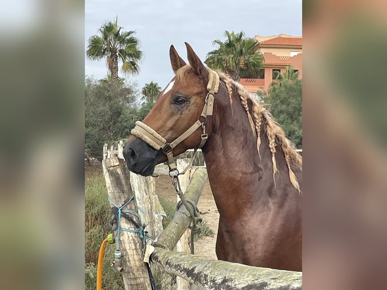 Anglo árabe Mestizo Caballo castrado 4 años 150 cm Alazán in Almerimar