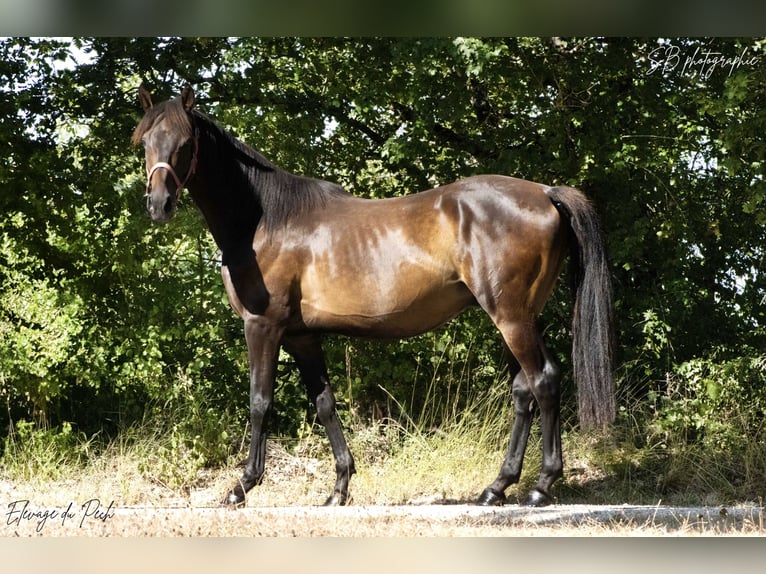 Anglo árabe Caballo castrado 4 años 160 cm Negro in Fontanes