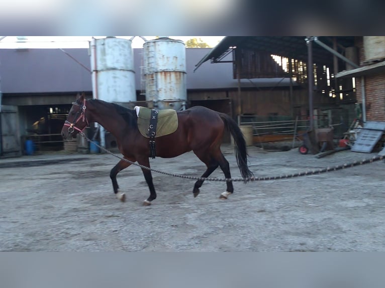 Anglo árabe Caballo castrado 4 años 163 cm Castaño rojizo in Chodów