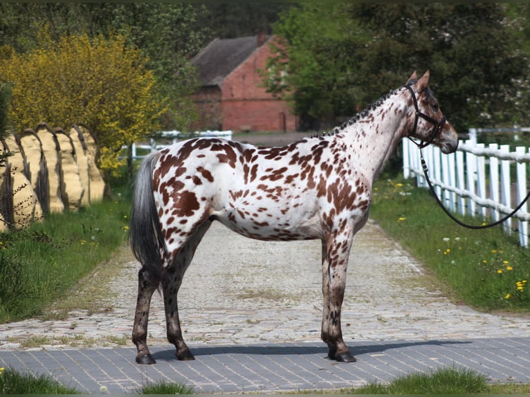 Anglo árabe Mestizo Caballo castrado 4 años 165 cm Atigrado/Moteado in Santok