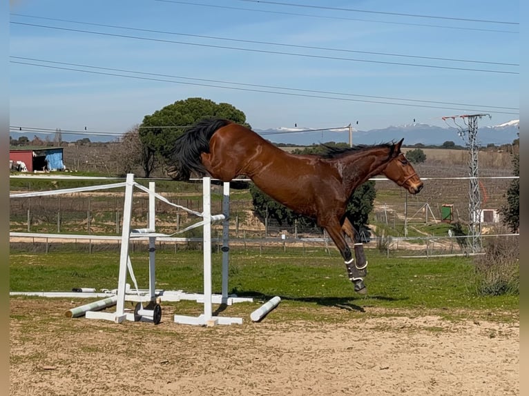 Anglo árabe Caballo castrado 4 años 165 cm Castaño in Villaviciosa De Odon