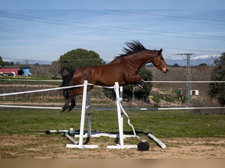 Anglo árabe Caballo castrado 4 años 165 cm Castaño in Villaviciosa De Odon