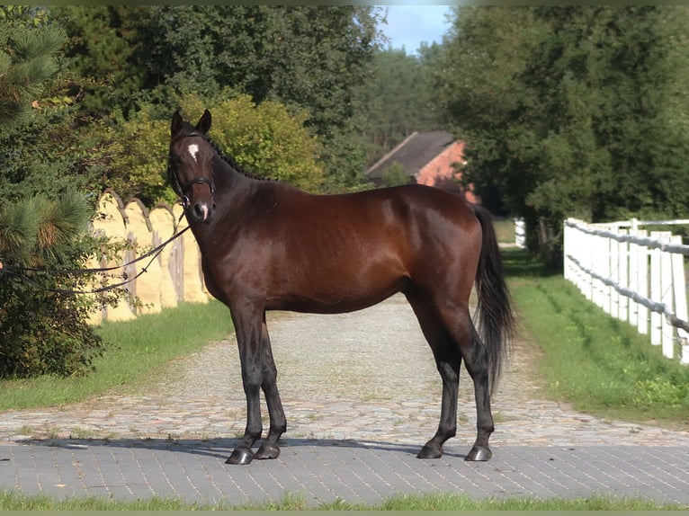 Anglo árabe Caballo castrado 4 años 166 cm Castaño oscuro in Santok