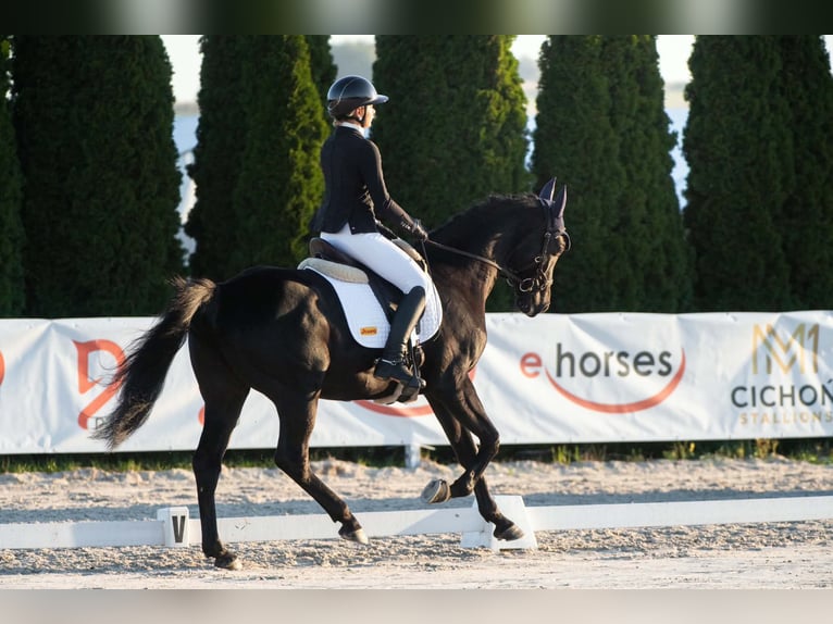Anglo árabe Caballo castrado 4 años 166 cm Negro in Dąbrowica