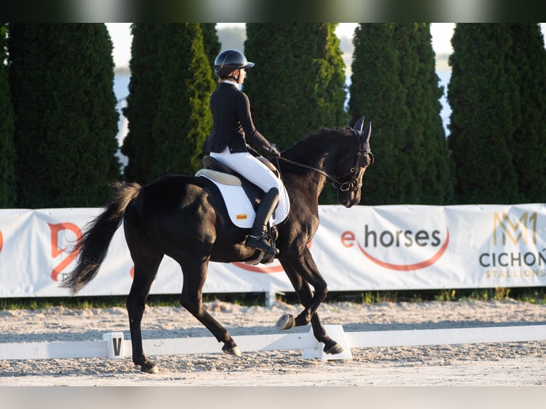 Anglo árabe Caballo castrado 4 años 166 cm Negro in Międzyleś