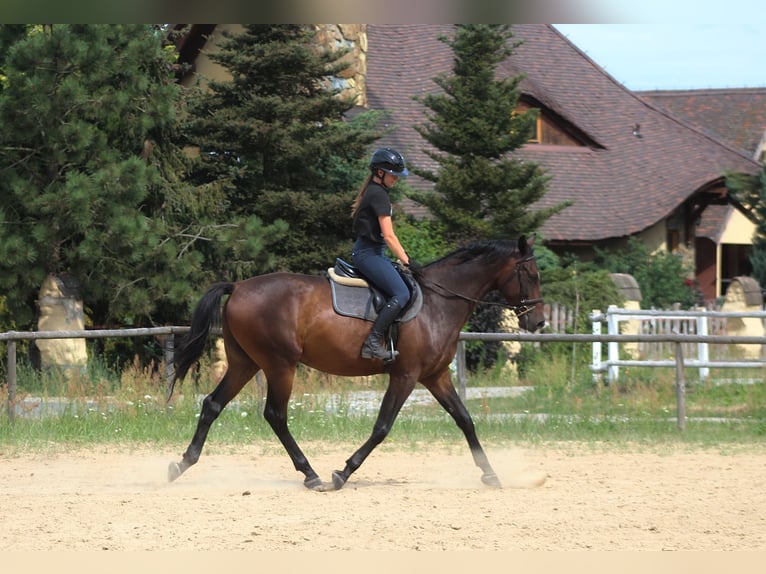 Anglo árabe Caballo castrado 4 años 169 cm Castaño oscuro in Santok