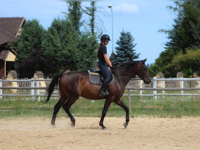Anglo árabe Caballo castrado 4 años 169 cm Castaño oscuro in Santok