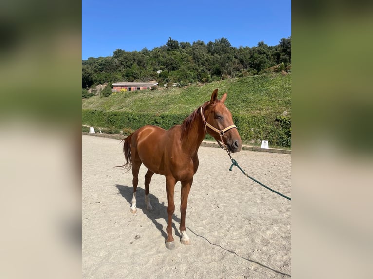 Anglo árabe Caballo castrado 4 años Alazán in Sant Andreu De Llavaneres