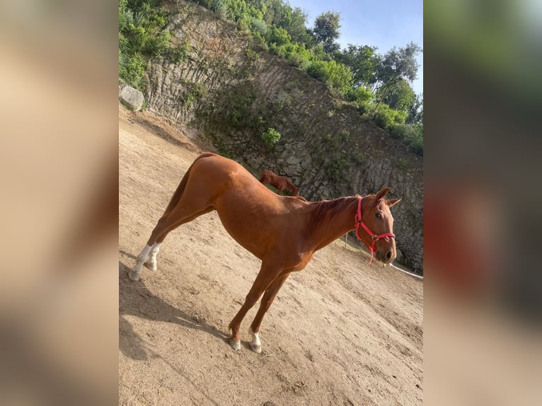 Anglo árabe Caballo castrado 4 años Alazán in Sant Andreu De Llavaneres