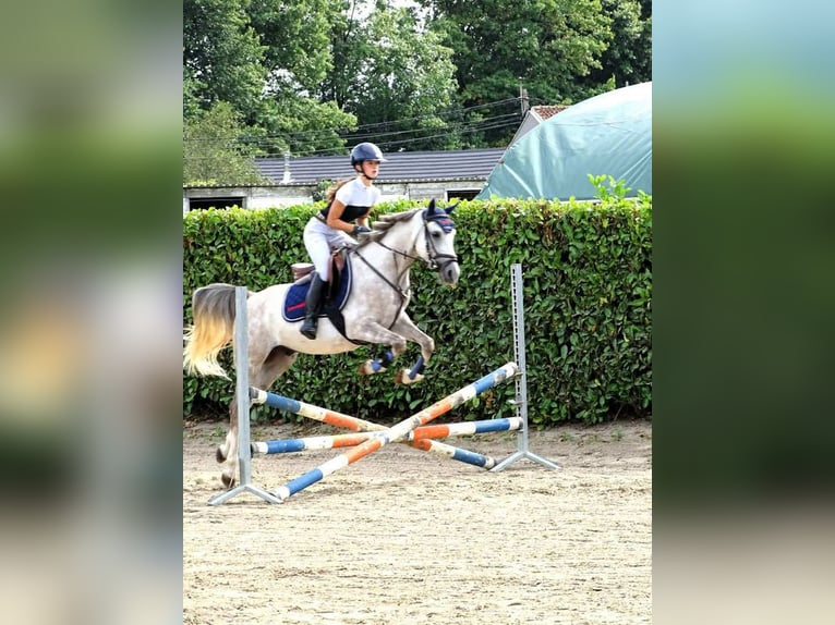 Anglo árabe Caballo castrado 5 años 146 cm Tordo in Vlezenbeek