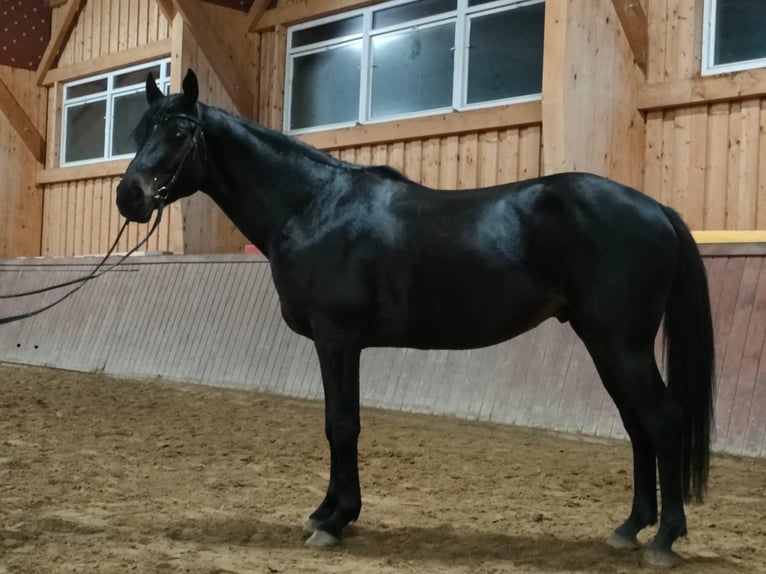 Anglo árabe Caballo castrado 5 años 153 cm Morcillo in Iwaniska