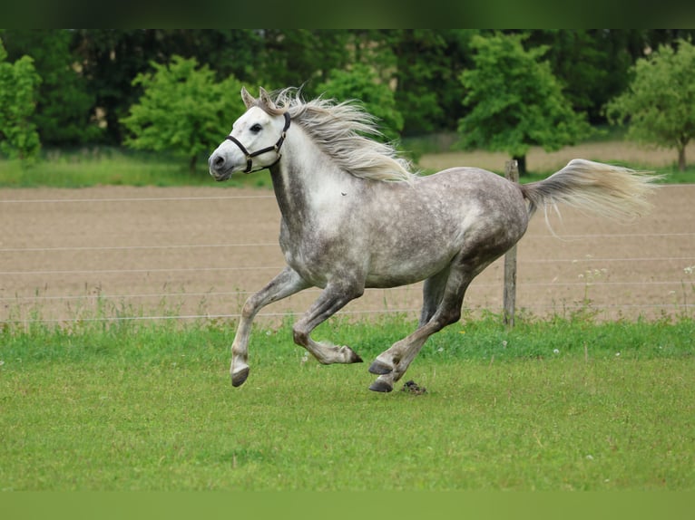 Anglo árabe Caballo castrado 5 años 154 cm Tordo rodado in Rehfelde WerderPrötzel