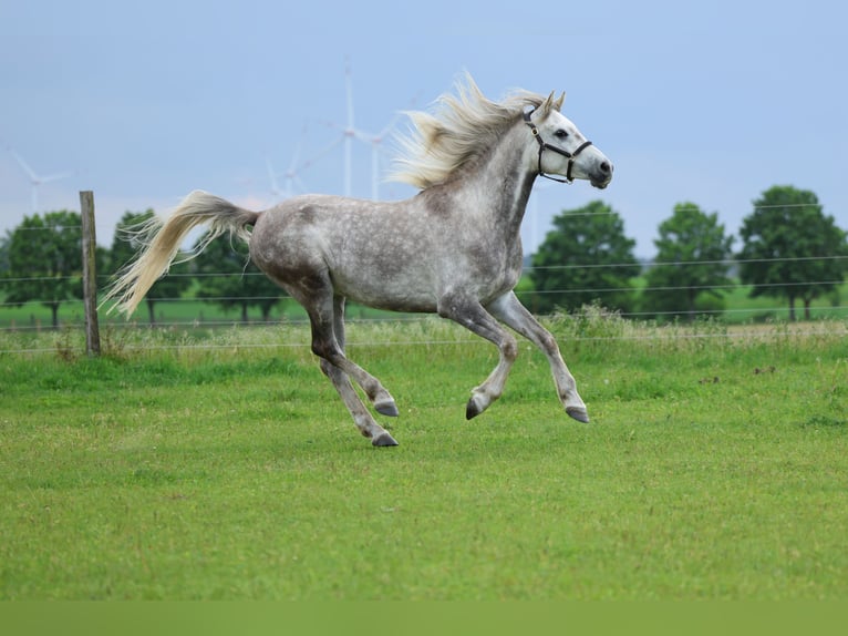 Anglo árabe Caballo castrado 5 años 154 cm Tordo rodado in Rehfelde WerderPrötzel