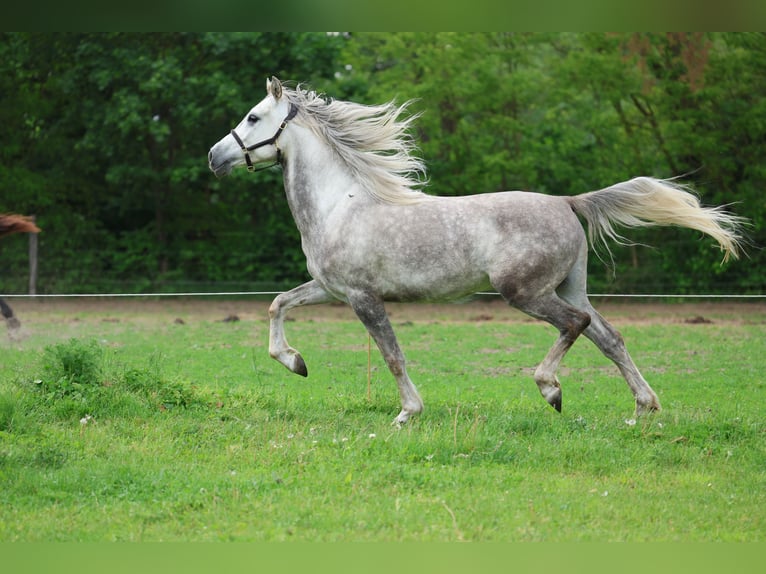 Anglo árabe Caballo castrado 5 años 154 cm Tordo rodado in Rehfelde WerderPrötzel