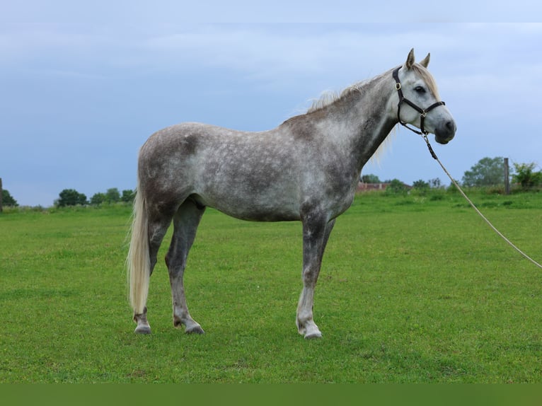 Anglo árabe Caballo castrado 5 años 154 cm Tordo rodado in Rehfelde WerderPrötzel
