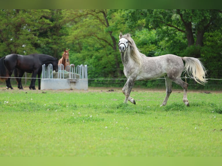 Anglo árabe Caballo castrado 5 años 154 cm Tordo rodado in Rehfelde WerderPrötzel