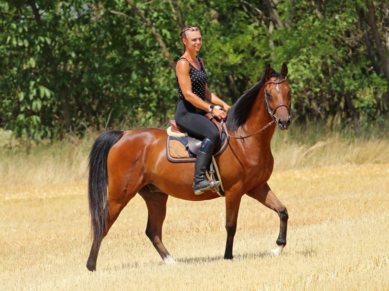 Anglo árabe Caballo castrado 5 años 155 cm Castaño rojizo in P&#xE9;r