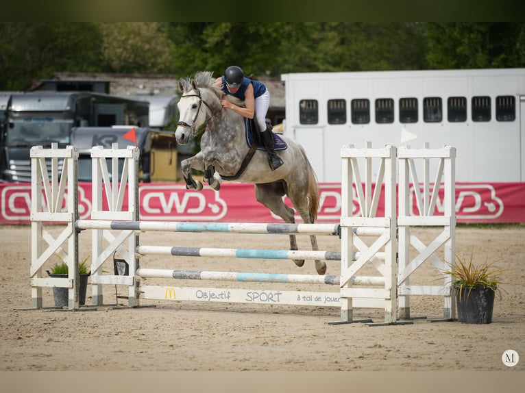 Anglo árabe Caballo castrado 5 años 160 cm Tordo in saint yrieix les bois