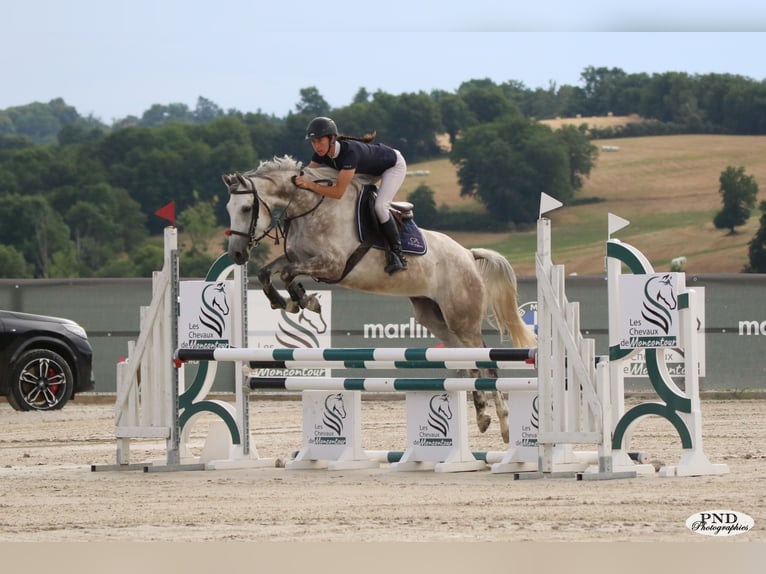 Anglo árabe Caballo castrado 5 años 160 cm Tordo in saint yrieix les bois