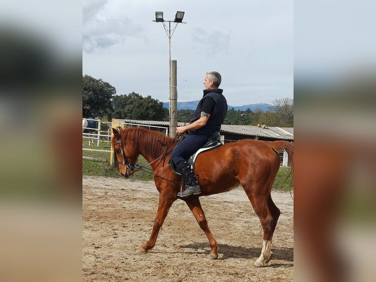 Anglo árabe Caballo castrado 5 años 164 cm Alazán-tostado in Galapagar