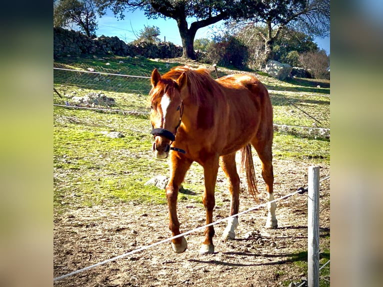 Anglo árabe Caballo castrado 5 años 164 cm Alazán-tostado in Galapagar
