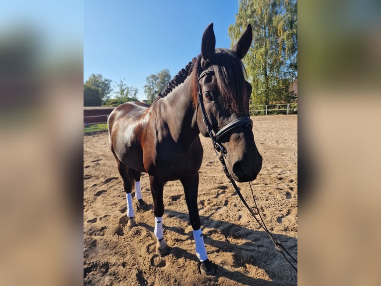 Anglo árabe Caballo castrado 5 años 165 cm Castaño oscuro in Wangelau