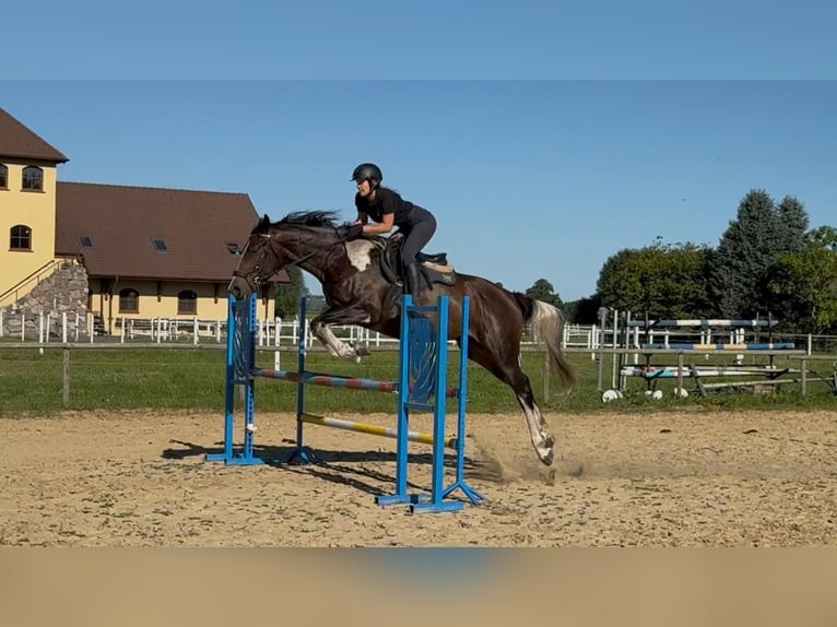 Anglo árabe Caballo castrado 5 años 172 cm Pío in Santok