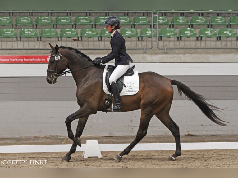 Anglo árabe Caballo castrado 5 años 173 cm Castaño oscuro in Niederbösa