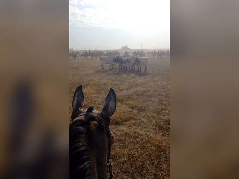 Anglo árabe Caballo castrado 5 años in Cuellar