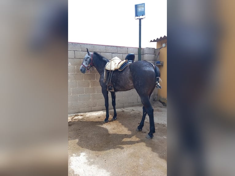 Anglo árabe Caballo castrado 5 años in Cuellar