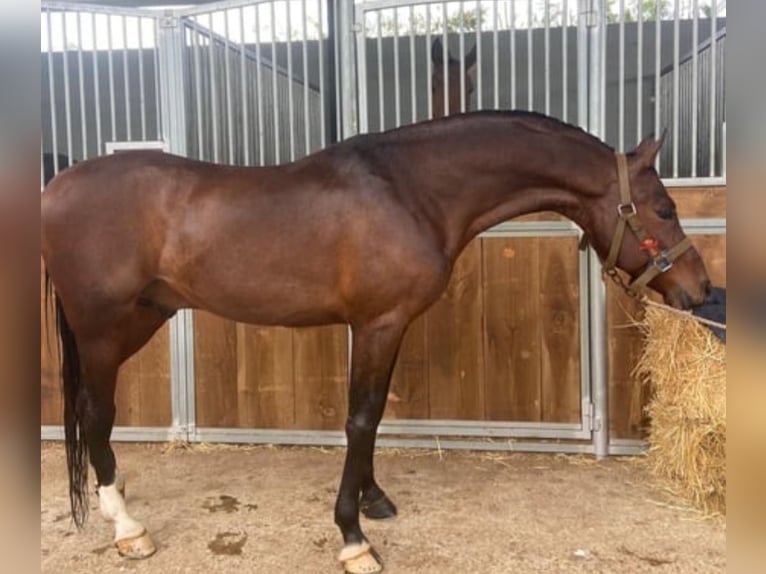 Anglo árabe Caballo castrado 5 años Morcillo in Caprino Bergamasco