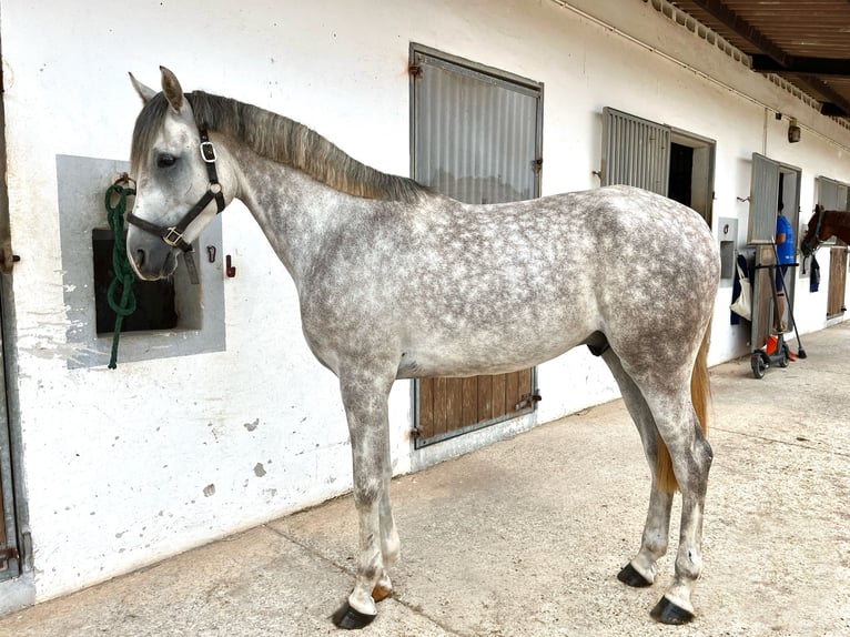 Anglo árabe Caballo castrado 5 años Tordo in Alaior