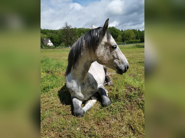 Anglo árabe Caballo castrado 6 años 147 cm Tordo in Jungholtz