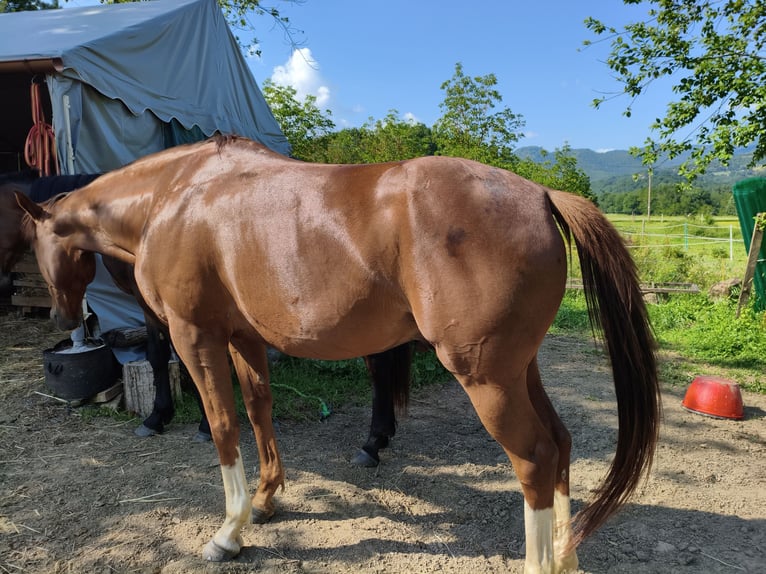 Anglo árabe Caballo castrado 6 años 155 cm Alazán in Rupecanina
