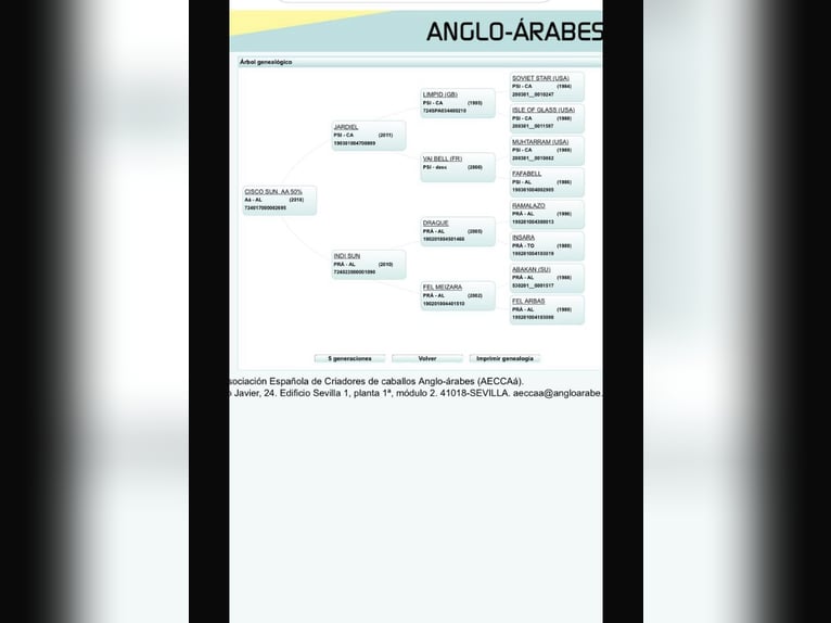 Anglo árabe Caballo castrado 6 años 158 cm Alazán in Pola De Laviana