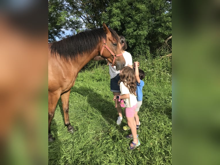 Anglo árabe Caballo castrado 6 años 158 cm Alazán in Pola De Laviana