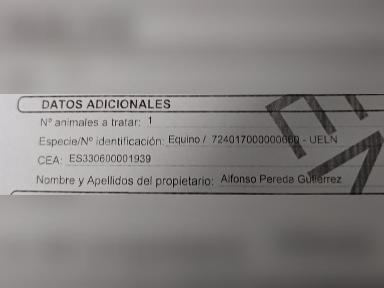 Anglo árabe Caballo castrado 6 años 158 cm Alazán in Rondiella (Llanera)