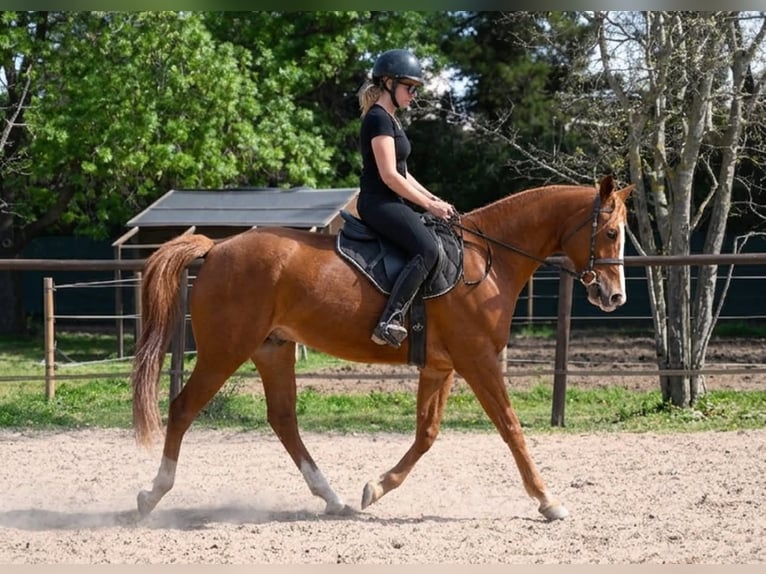 Anglo árabe Caballo castrado 6 años 160 cm Alazán in Les Adrets-de-l'Estérel