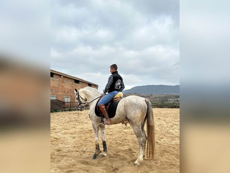 Anglo árabe Caballo castrado 6 años 160 cm Tordo in Cardona