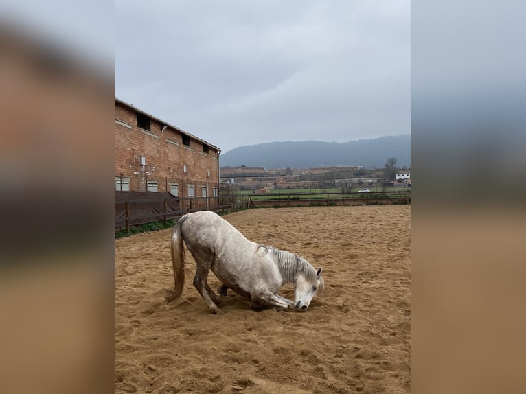 Anglo árabe Caballo castrado 6 años 160 cm Tordo in Cardona