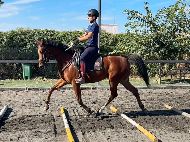 Anglo árabe Mestizo Caballo castrado 6 años 161 cm Castaño in Alcala De Henares