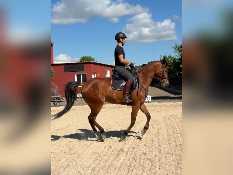 Anglo árabe Mestizo Caballo castrado 6 años 161 cm Castaño in Alcala De Henares