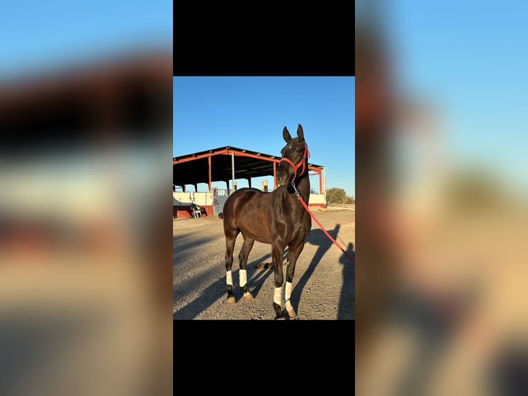 Anglo árabe Mestizo Caballo castrado 6 años 163 cm Negro in Fitero