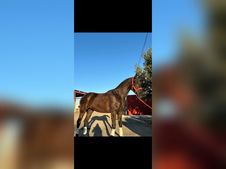 Anglo árabe Mestizo Caballo castrado 6 años 163 cm Negro in Fitero