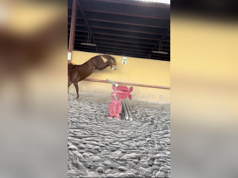 Anglo árabe Caballo castrado 6 años 164 cm Alazán in Castellon De La Plana/Castello De La Pla