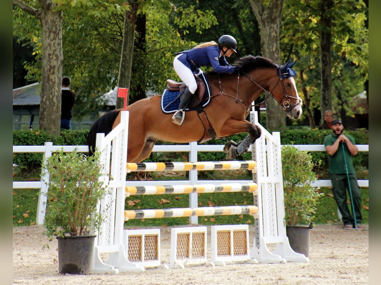 Anglo árabe Caballo castrado 6 años 165 cm Castaño in Boadilla Del Monte Anglo árabe Caballo castrado 6 años 165 cm Castaño in Boadilla Del Monte
