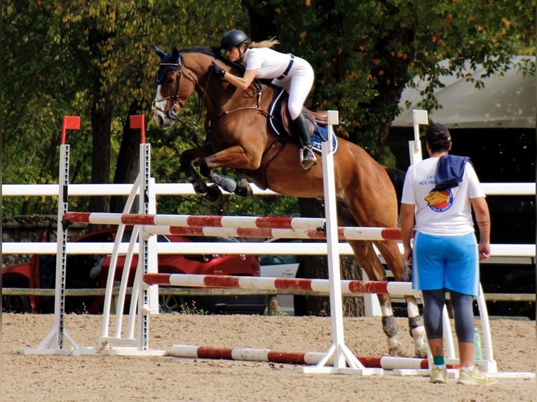 Anglo árabe Caballo castrado 6 años 165 cm Castaño in Madrid